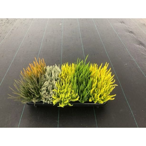 JESENSKA VRESA SUNSET MIX L11