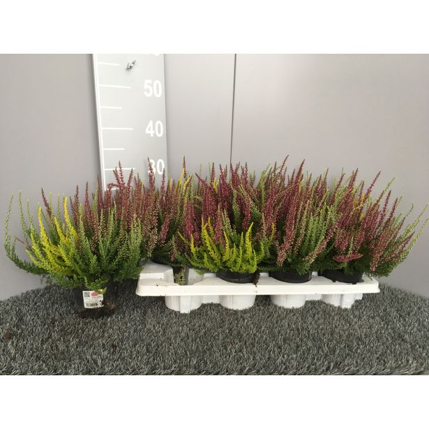 JESENSKA VRESA TRIO GARDEN GIRLSL10.5