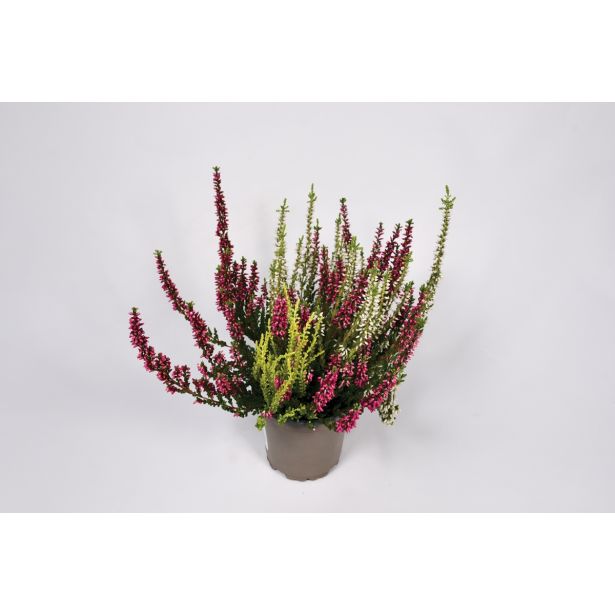 RESA JESENSKA VRESA TRIO L10.5