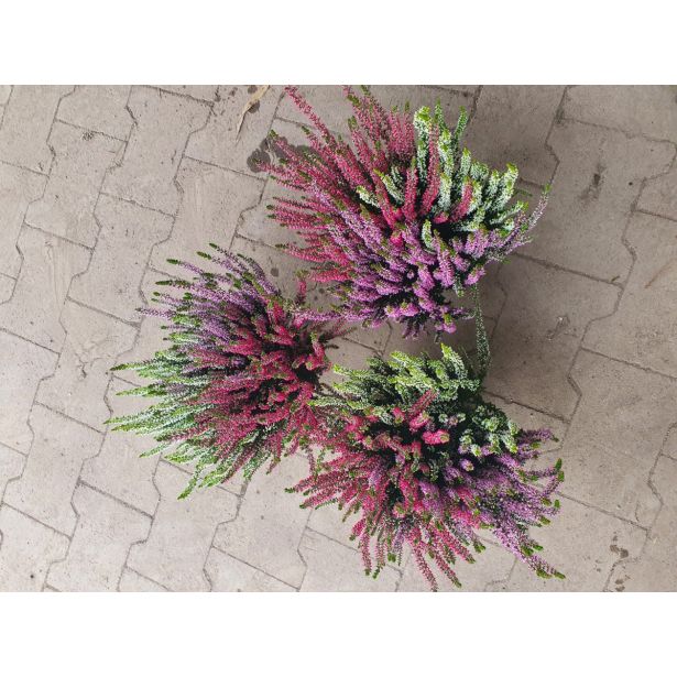 JESENSKA VRESA TRIO L12