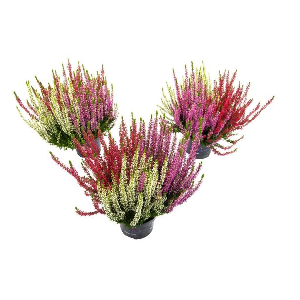 JESENSKA VRESA TRIO L12