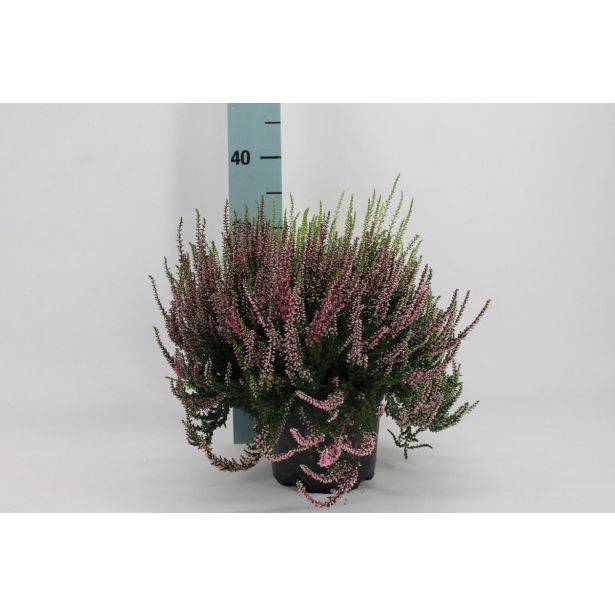 JESENSKA VRESA TRIO L17