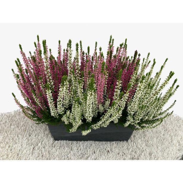 JESENSKA VRESA TRIO V OKR. LONCU L27