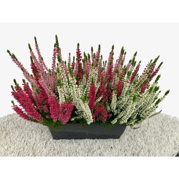 JESENSKA VRESA TRIO V OKR. LONCU L27