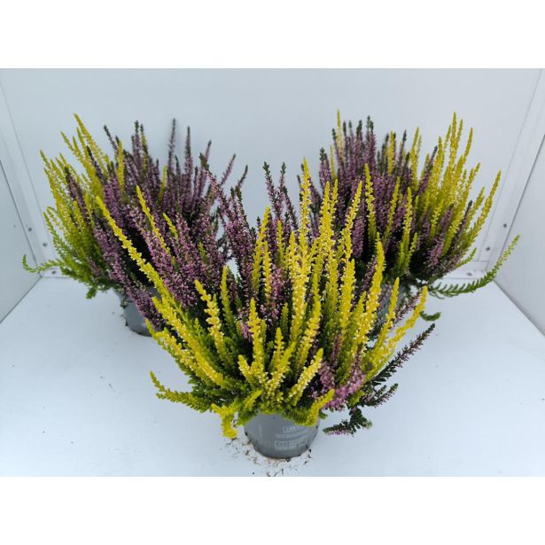 JESENSKA VRESA TWINS VIOLA-RUMENA L10.5 CM