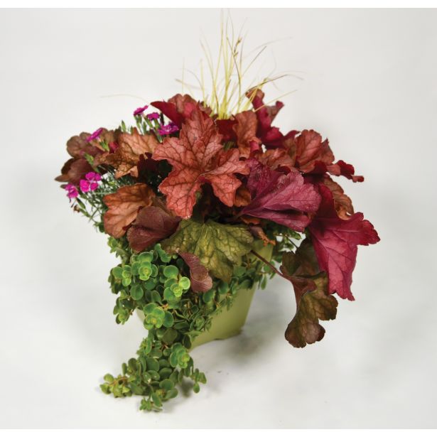 SEZONSKA RASTLINA JESENSKI NASAD HAPPY WINTER L17