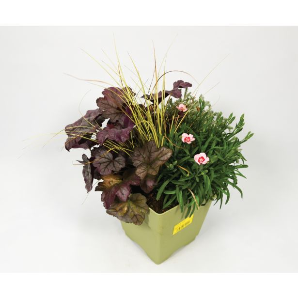 SEZONSKA RASTLINA JESENSKI NASAD HAPPY WINTER L17