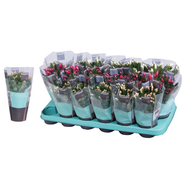 KAKTUS BOŽIČNI KAKTUS L9