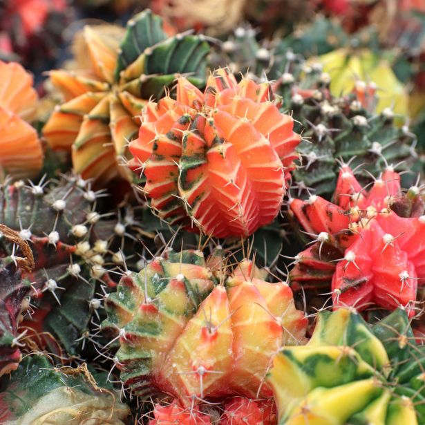 KAKTUS GYMNOCALYCIUM VARIEGATED L7.5 CM