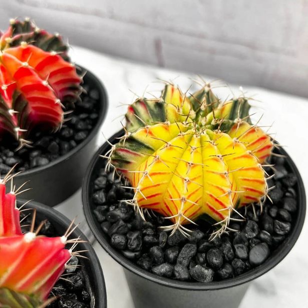 KAKTUS GYMNOCALYCIUM VARIEGATED L7.5 CM