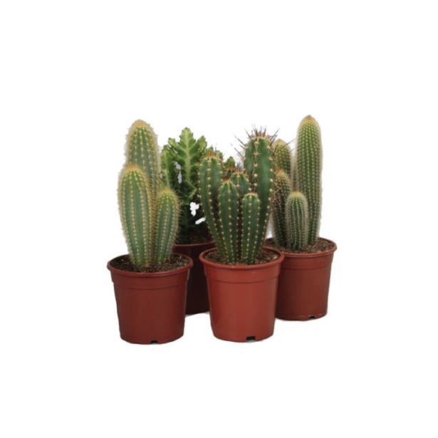 KAKTUS KAKTUS MIX L17