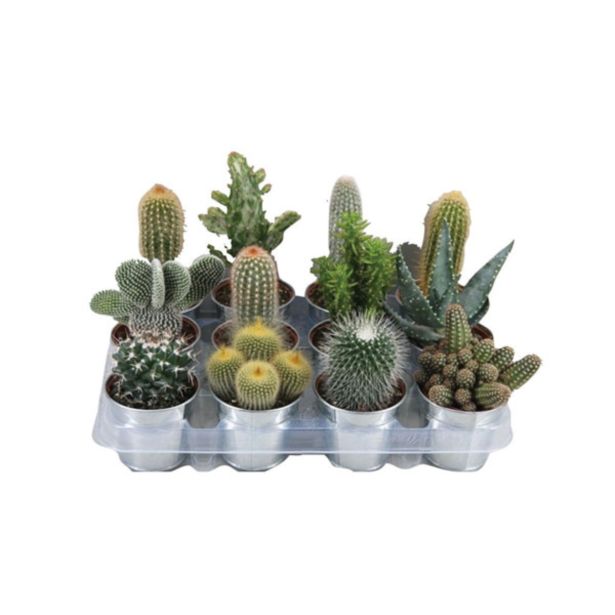 KAKTUS KAKTUS V OKRASNI POSODI