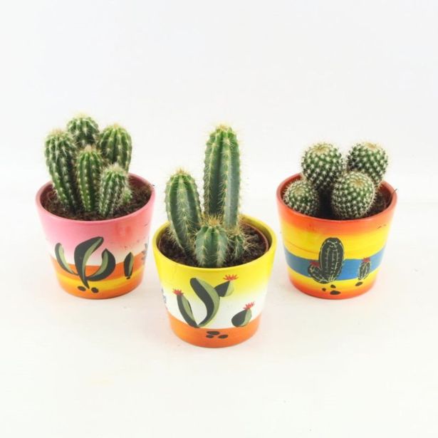 KAKTUS MIX OKR. LONEC L12