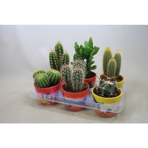 KAKTUS MIX OKR. LONEC L12