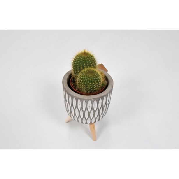 KAKTUS MIX V LONČKU NA STOJALU L7.5