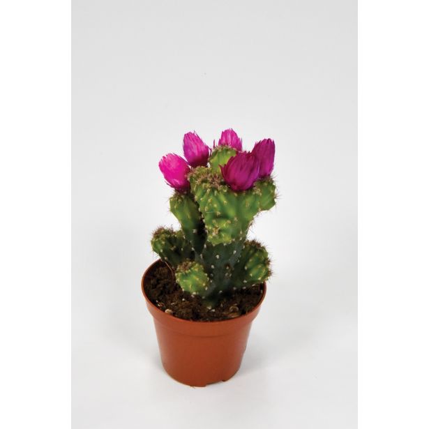 KAKTUS S CVETOVI L8.5 CM