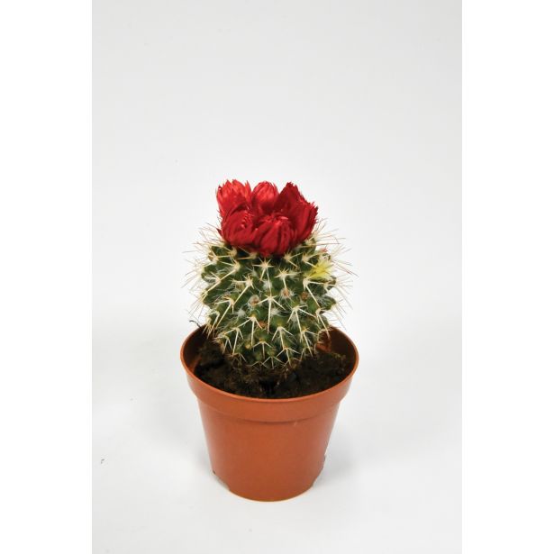 KAKTUS S CVETOVI L8.5 CM