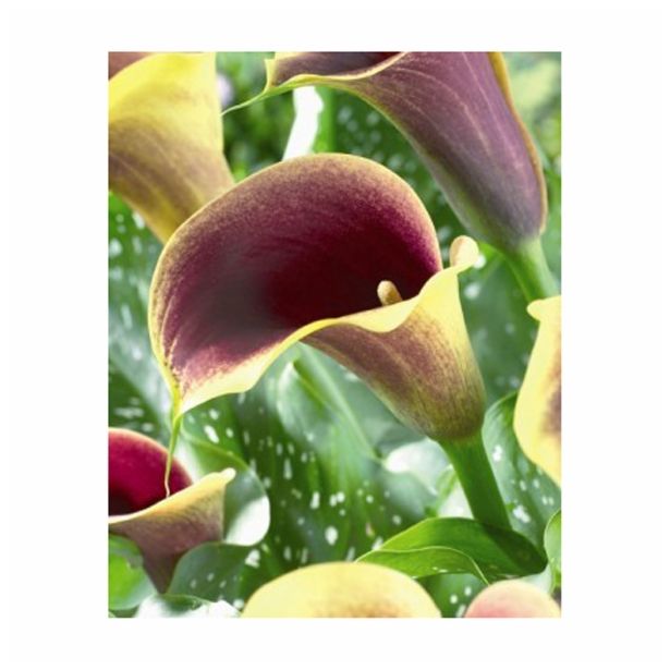 POLETI CVETOČA ČEBULICA HOLLAND BULB MARKET KALA CAPTAIN CHELSEA