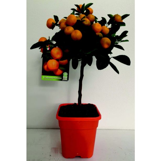 KALAMONDIN KALAMONDIN L20