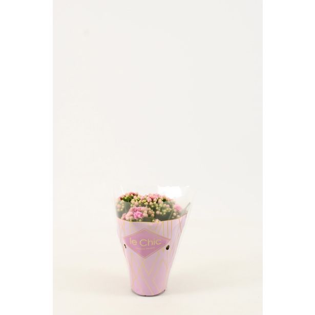 KALANHOJA KALANDIVA MIX L8