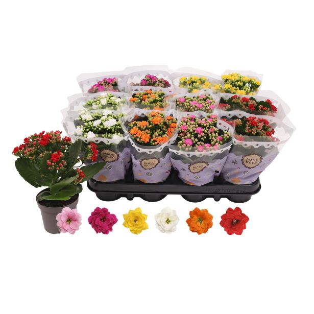 KALANHOJA DVOJEN CVET MIX L10.5 CM