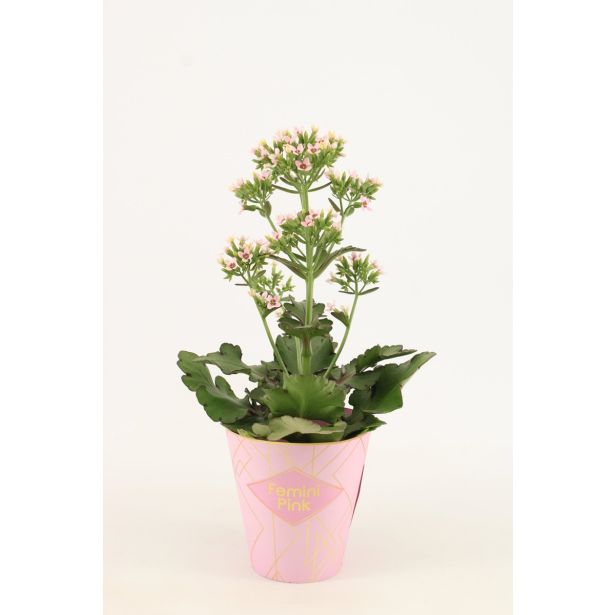 KALANHOJA FEMININE PINK L14