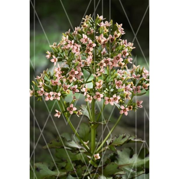 KALANHOJA FEMININE PINK L14