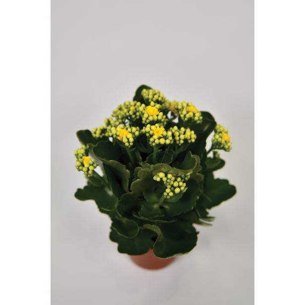 KALANHOJA MIX L10.5 43595