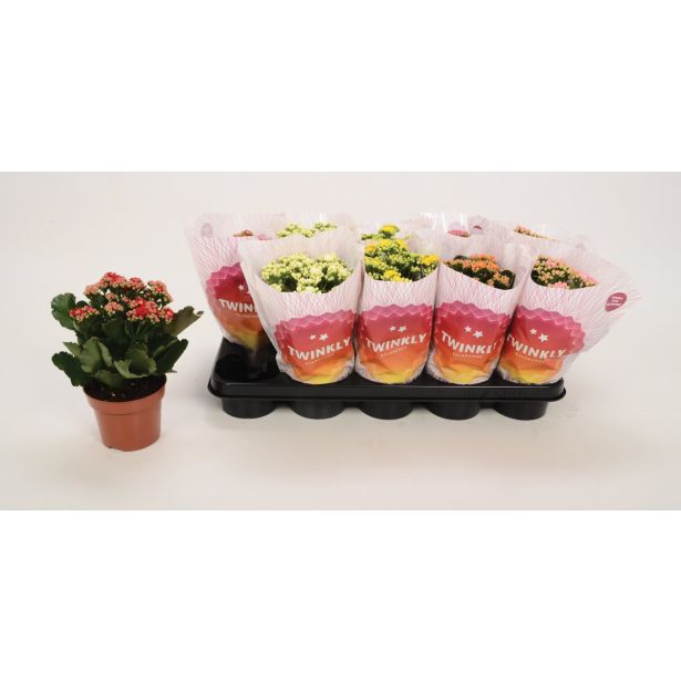 KALANHOJA MIX 6 BARV L12 VIŠ 25CM