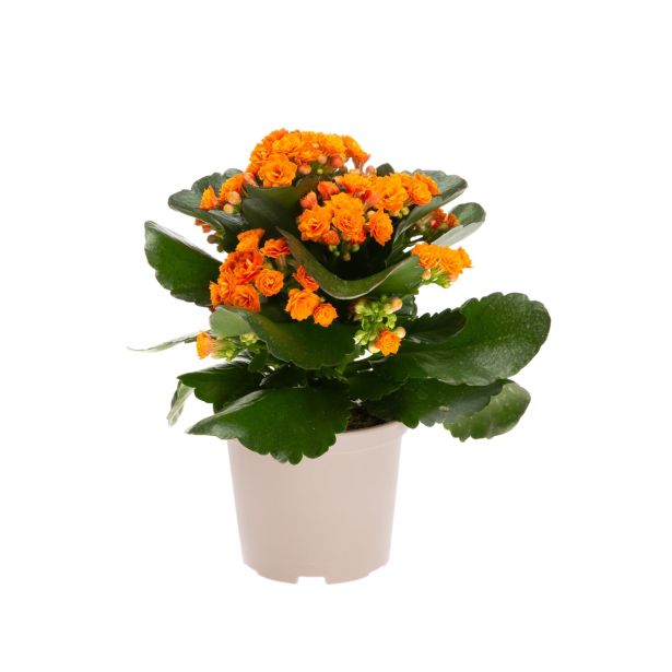 KALANHOJA ORANŽNA L11