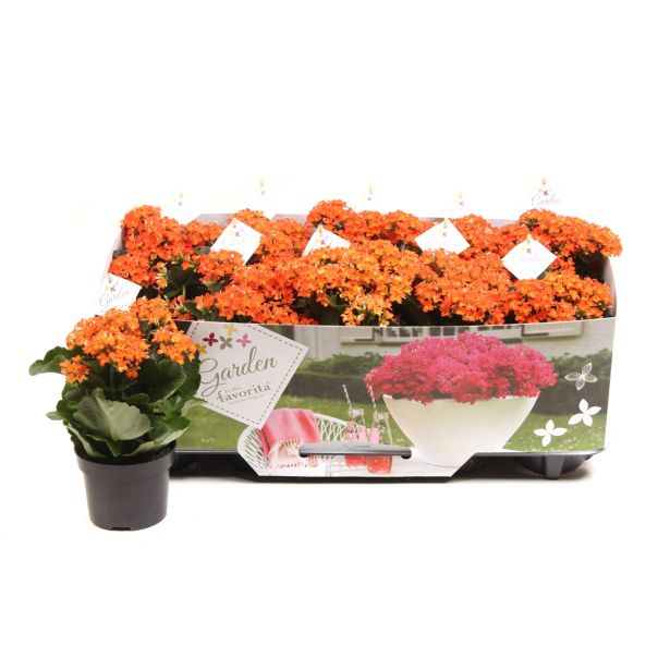 KALANHOJA ORANŽNA L11