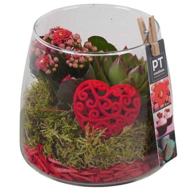 KALANHOJA PTVMG4942 ARANŽMA V STEKLU L14 CM