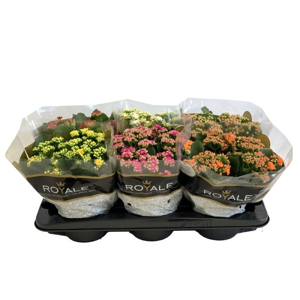 KALANHOJA ROYALE DON MIX L15