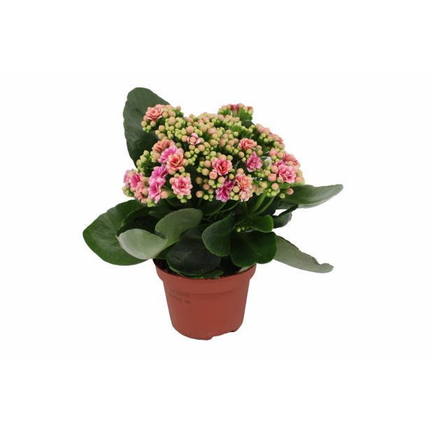 KALANHOJA ROYALE DON MIX L15