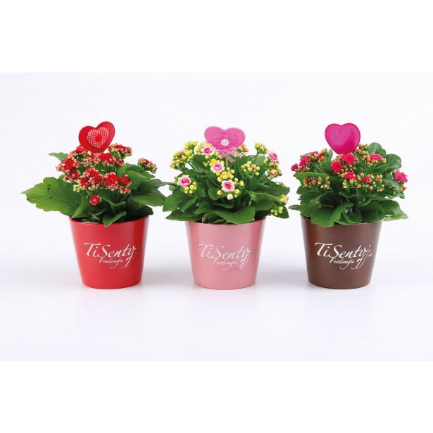 KALANHOJA S SRČKOM L12 CM