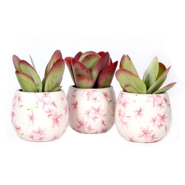 KALANHOJA THRYSIFLORA L12