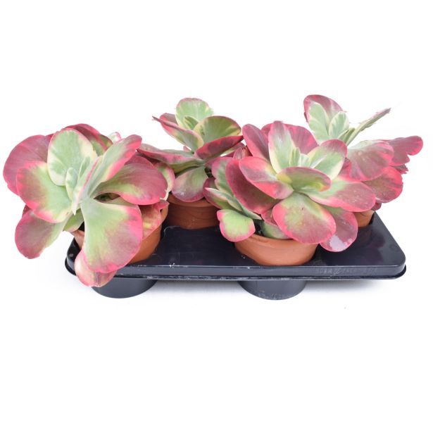 KALANHOJA THRYSIFLORA L17