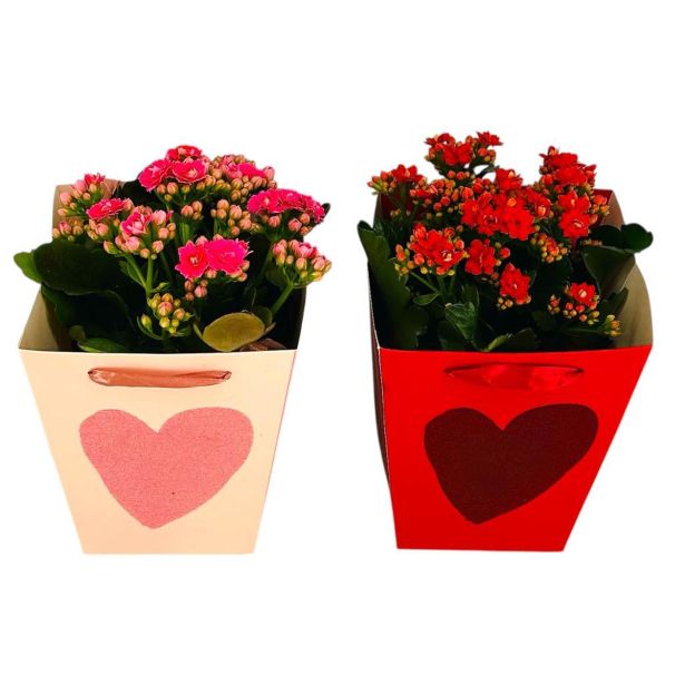 KALANHOJA V DARILNI VREČKI L13 CM