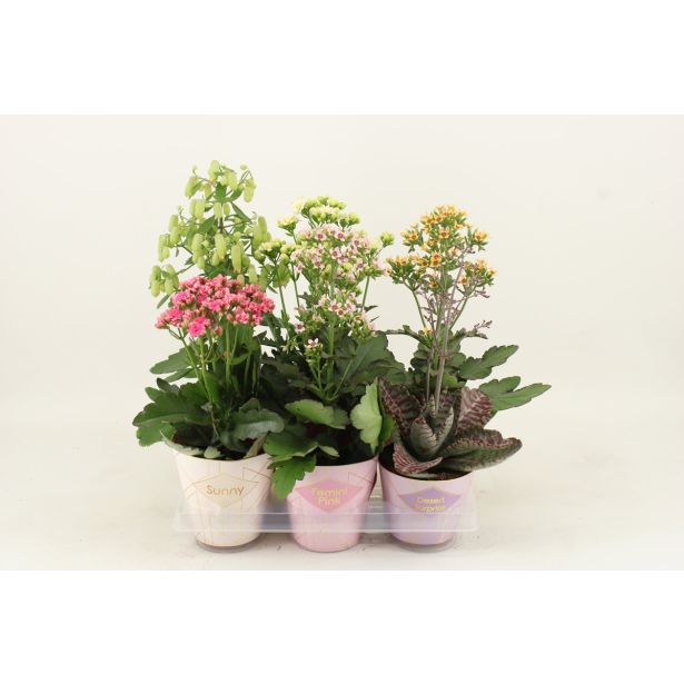 KALANHOJA VERANDA MIX L14