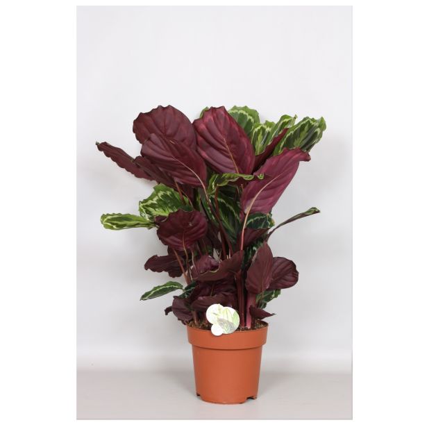 KALATEJA MEDALLION L24