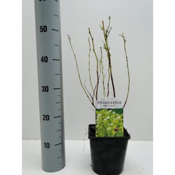 CVETOČA GRMOVNICA KALINOLISTNI POKALEC DART'S GOLD L17