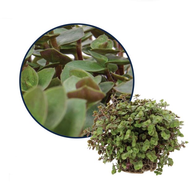 SOBNA ZELENA RASTLINA KALISA TURTLE L10.5