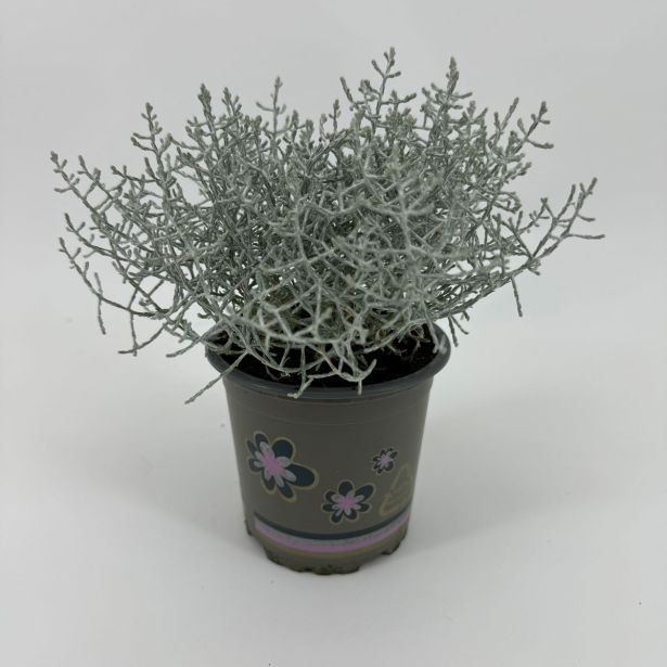 KALOCEFALUS L10.5 CM