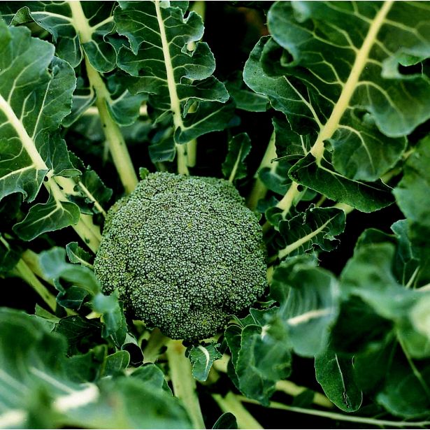 KAPUSNICE BROKOLI 9 KOS LUCKY