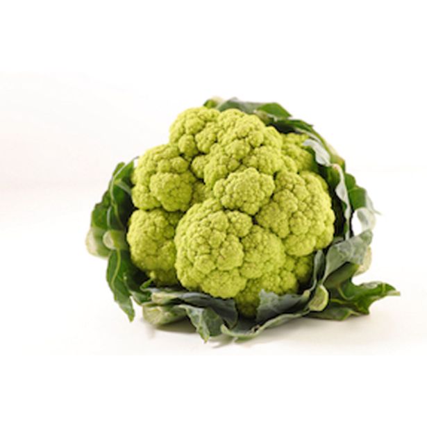 KAPUSNICE CVETAČA 6 KOS