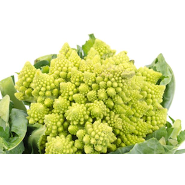 KAPUSNICE CVETAČA L10 CM