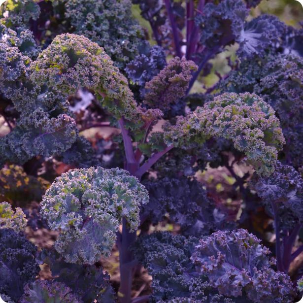 KAPUSNICE OHROVT L8 BRSTIČNI-GLAVNATI-LISTNI