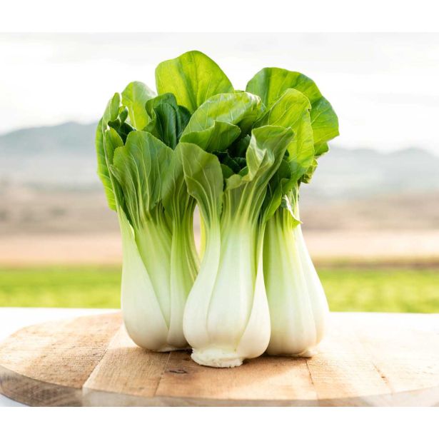 KAPUSNICE PEKINŠKO ZELJE PAK CHOI KULTIPAK 6/1
