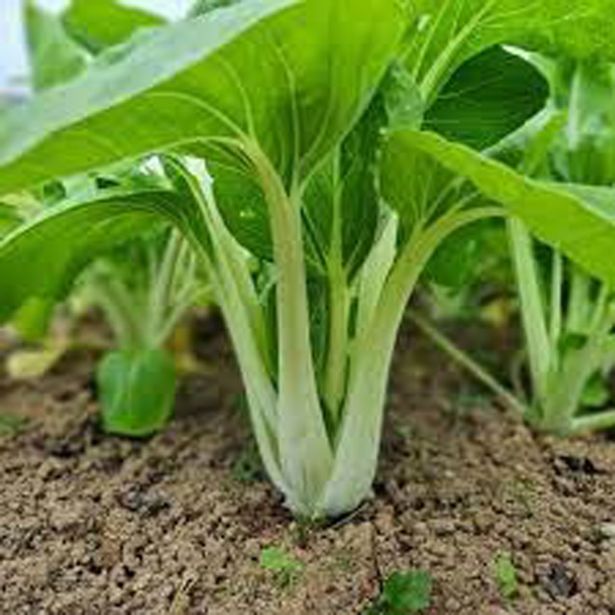 KAPUSNICE PEKINŠKO ZELJE PAK CHOI KULTIPAK 6/1