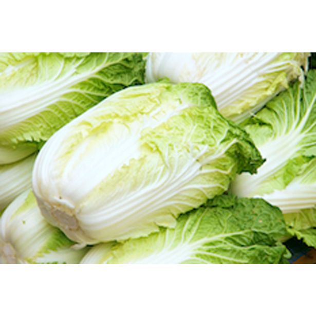 KAPUSNICE ZELJE KITAJSKO 6 KOS